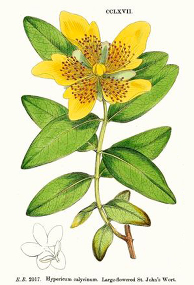 Risveglio_naturale_agriturismo_di_emanuele_francesca_varese_ligure_Cucina_ligure_massaggi_ayurvedici_massages_natura_raccolta_olio_iperico_3