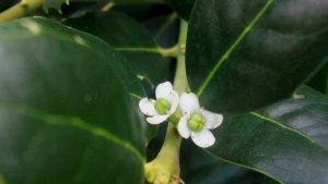 Risveglio_naturale_agriturismo_di_emanuele_francesca_varese_ligure_stanza-agrifoglio_fiore