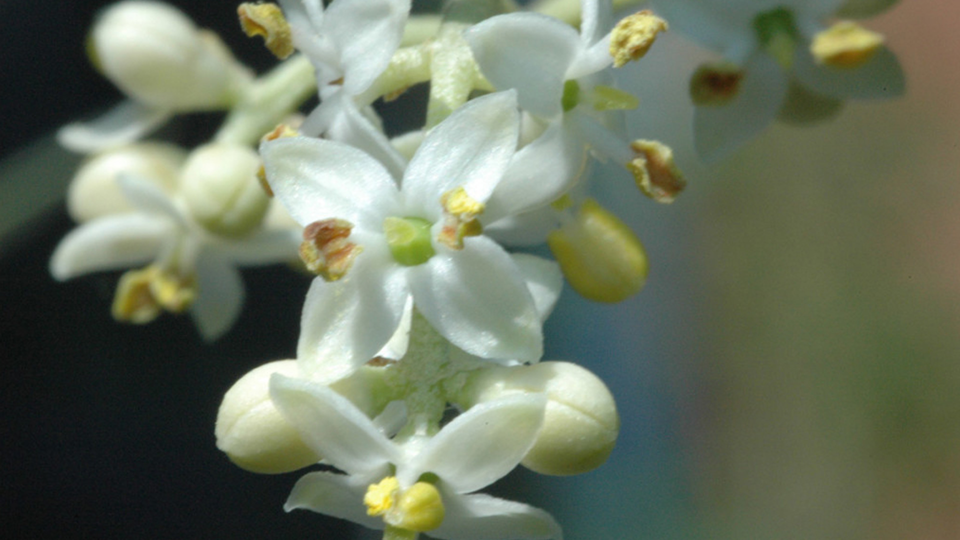 Risveglio_naturale_agriturismo_di_emanuele_francesca_varese_ligure_stanza-ulivo_fiore