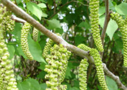 fiore del noce