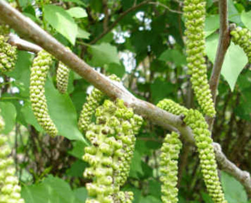 fiore del noce