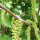 fiore del noce