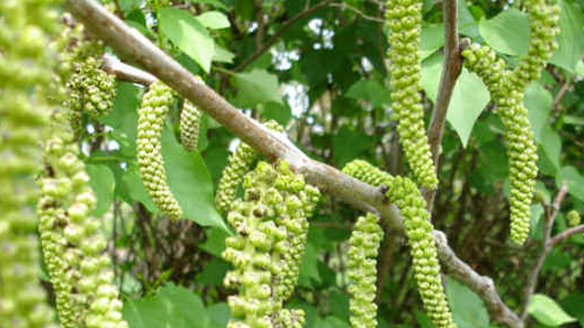 Risveglio_naturale_agriturismo_di_emanuele_francesca_varese_ligure_stanza_noce_fiore fiore del noce